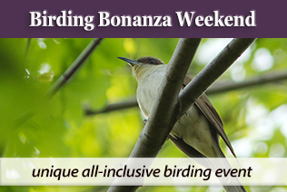 BirdingImage BirdingImage